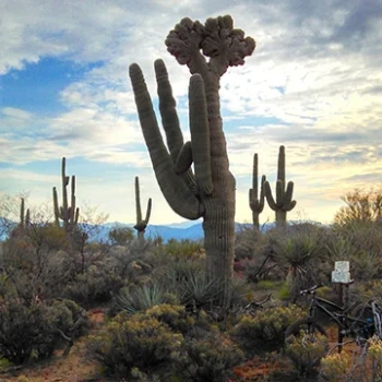 Dream Journey: From California to New Mexico