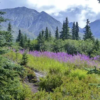 Alaska: a Journey to Denali National Park