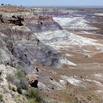 Discover Petrified Forest: Nature in Stone