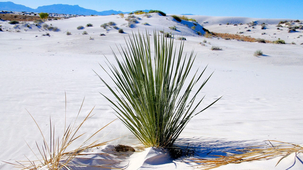 Narrowleaf yucca 3558178_1280