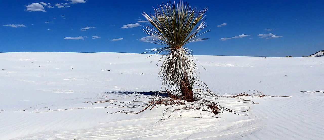 Narrowleaf yucca 3558178_1280