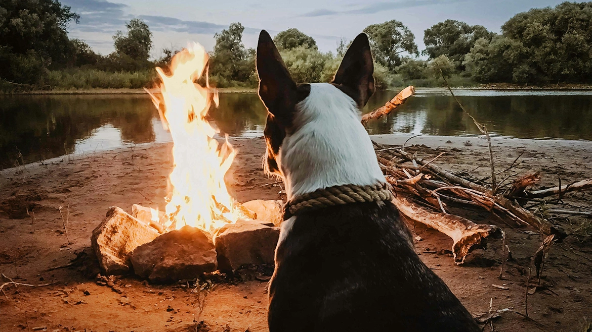 Tips for camping with your dog