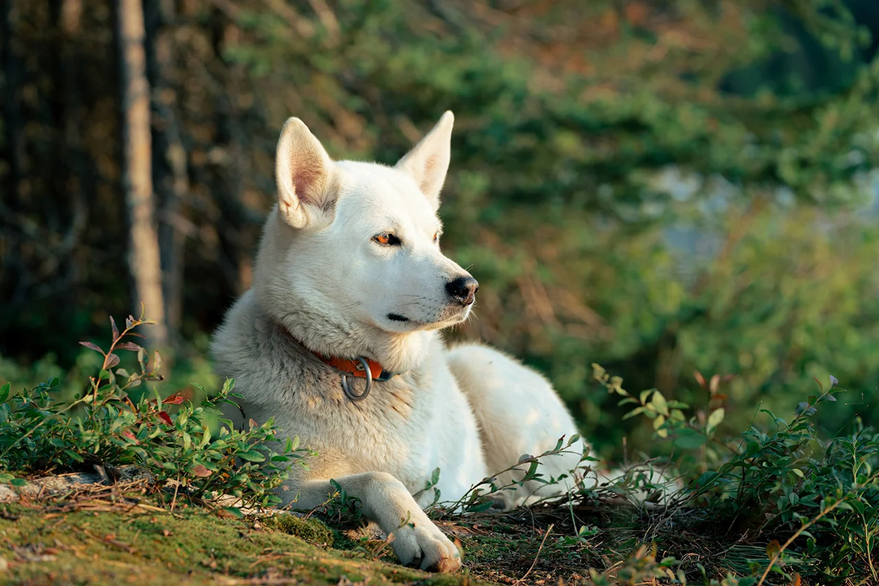 Outdoor recreation with a dog