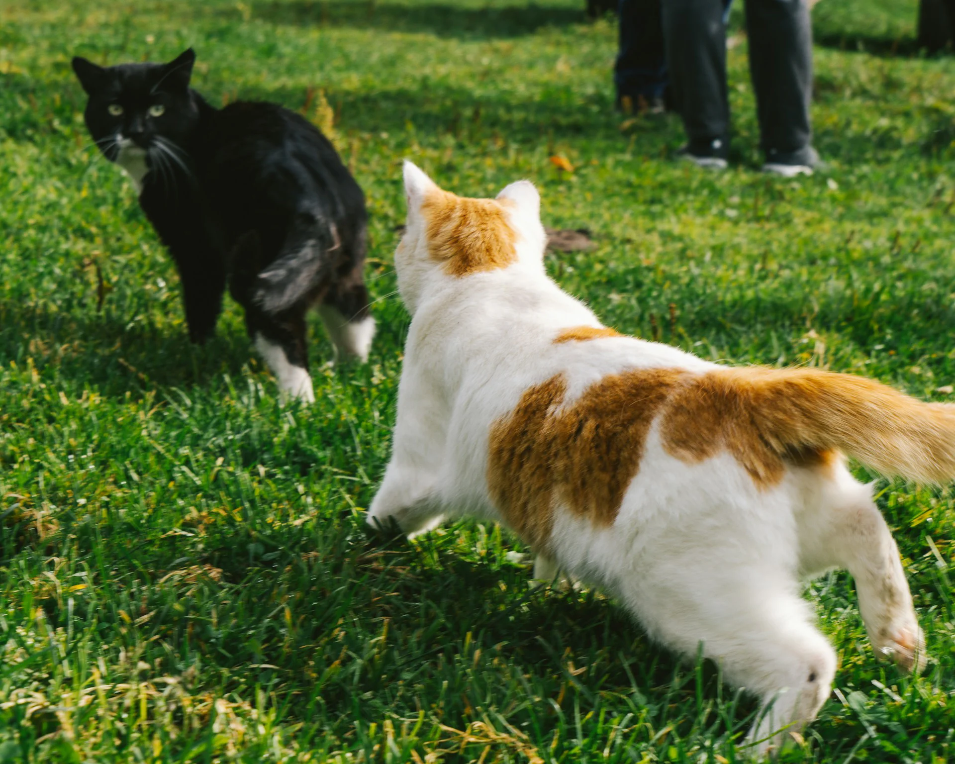 Outdoor recreation with a dog