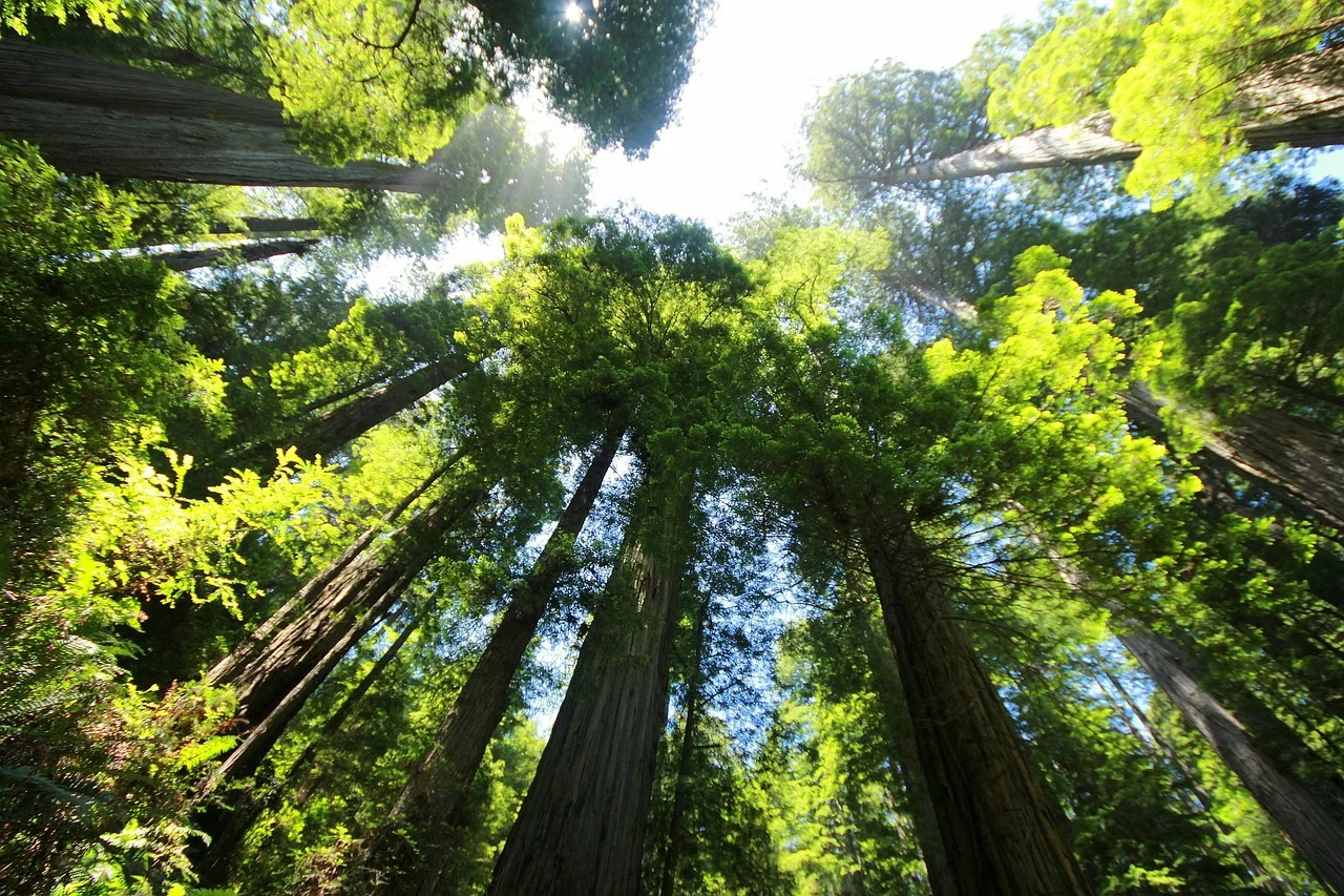 Sequoia forest