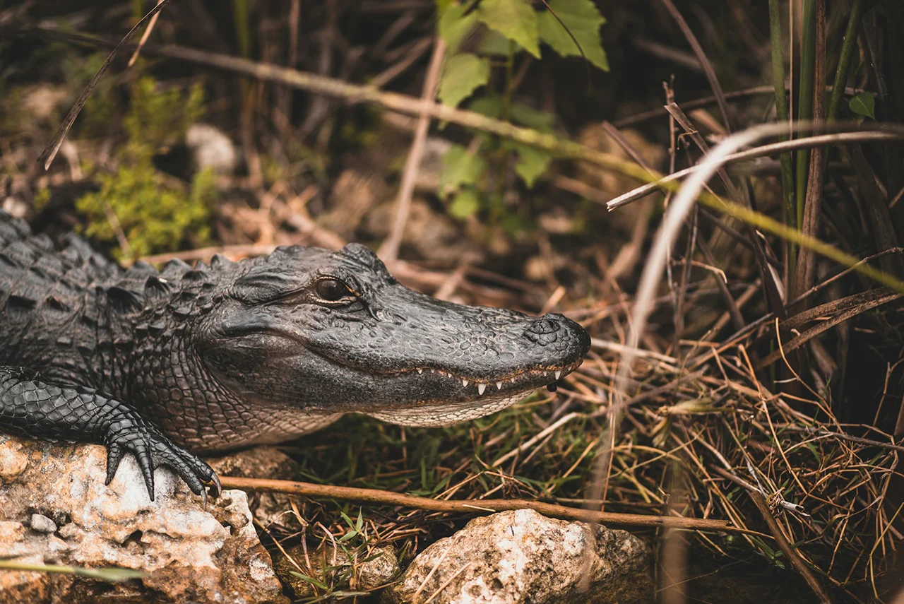 Everglades national park in florida