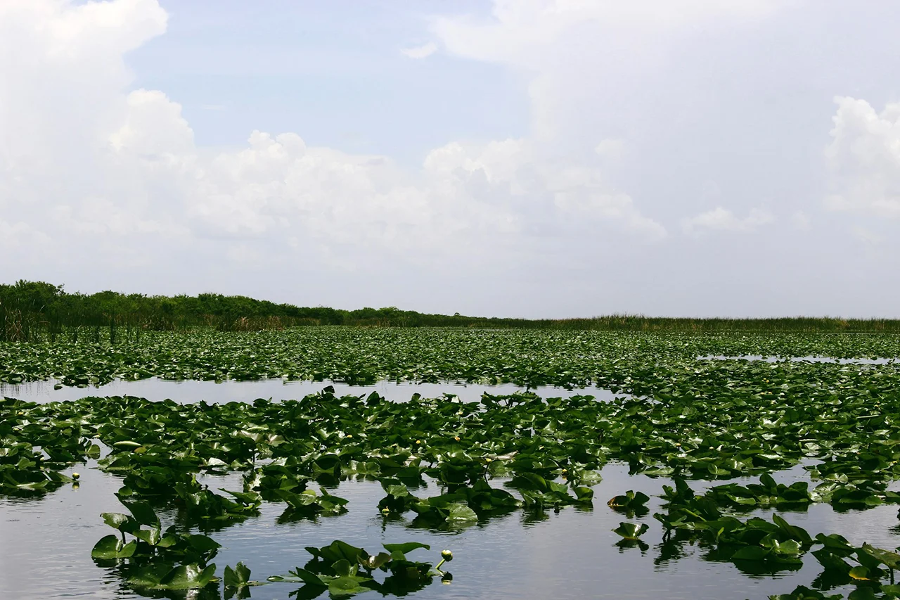 Everglades national park in florida