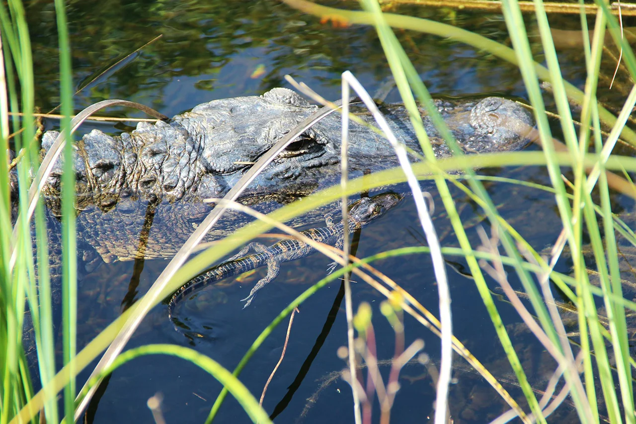 Everglades national park in florida