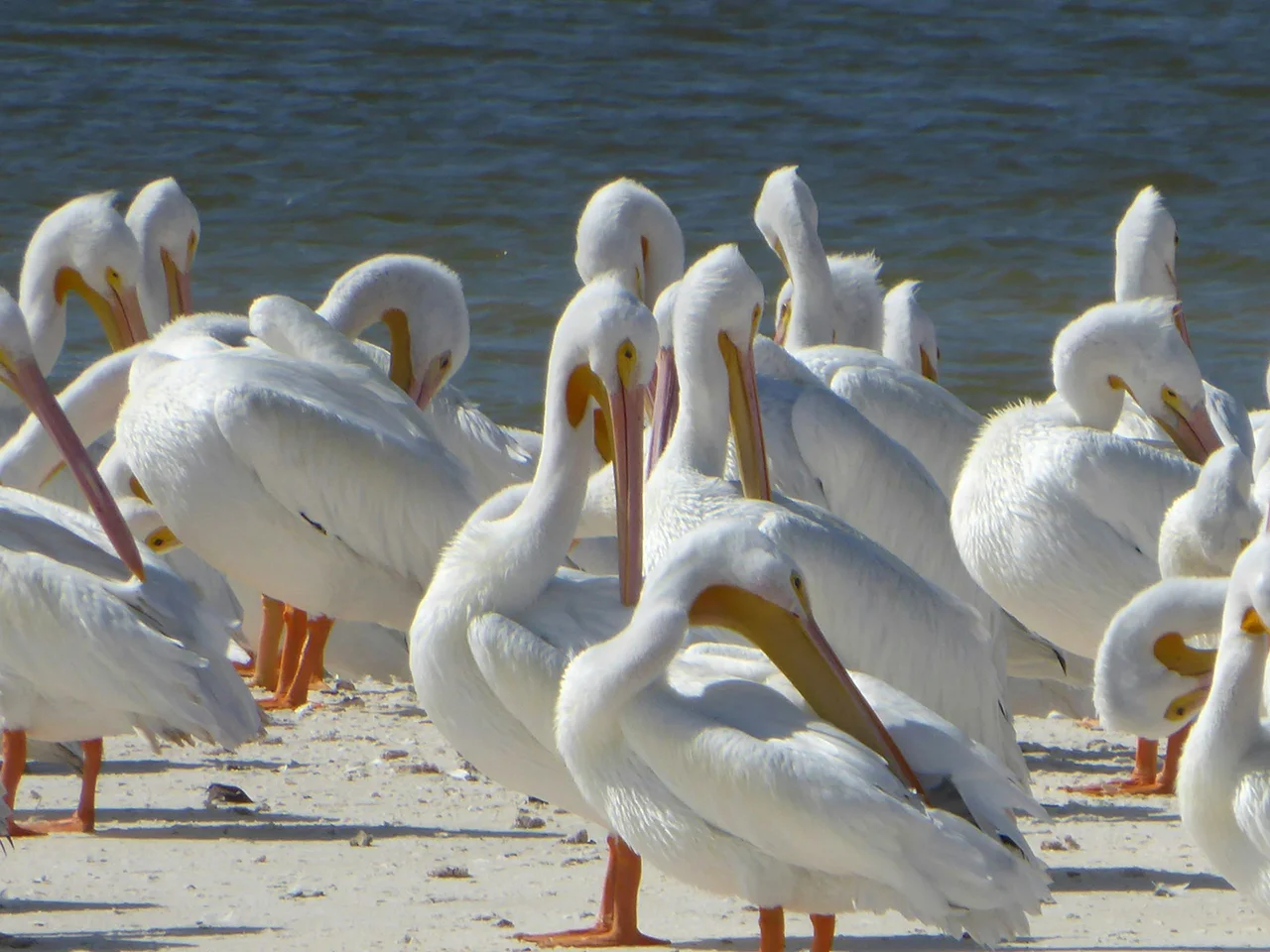 Everglades national park in florida
