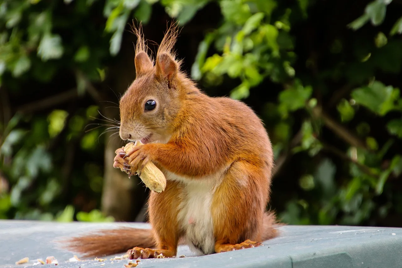 Squirrel 7299553_1280