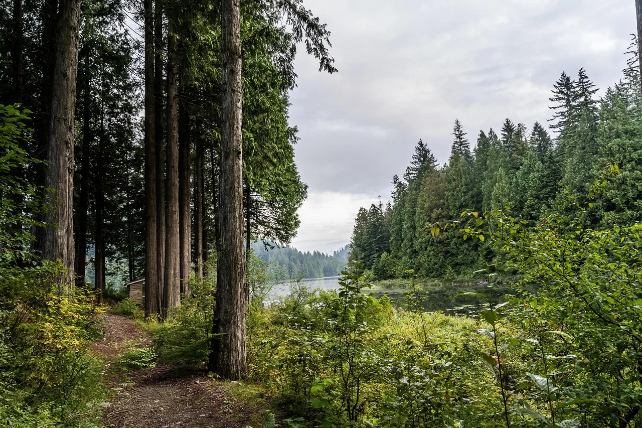 Rest on the edge of the forest