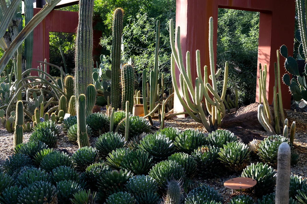 Desert botanical garden phoenix