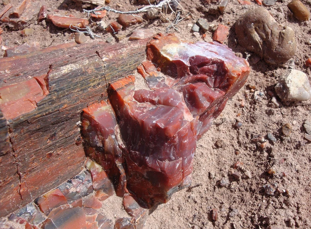 Petrified forest national park arizona