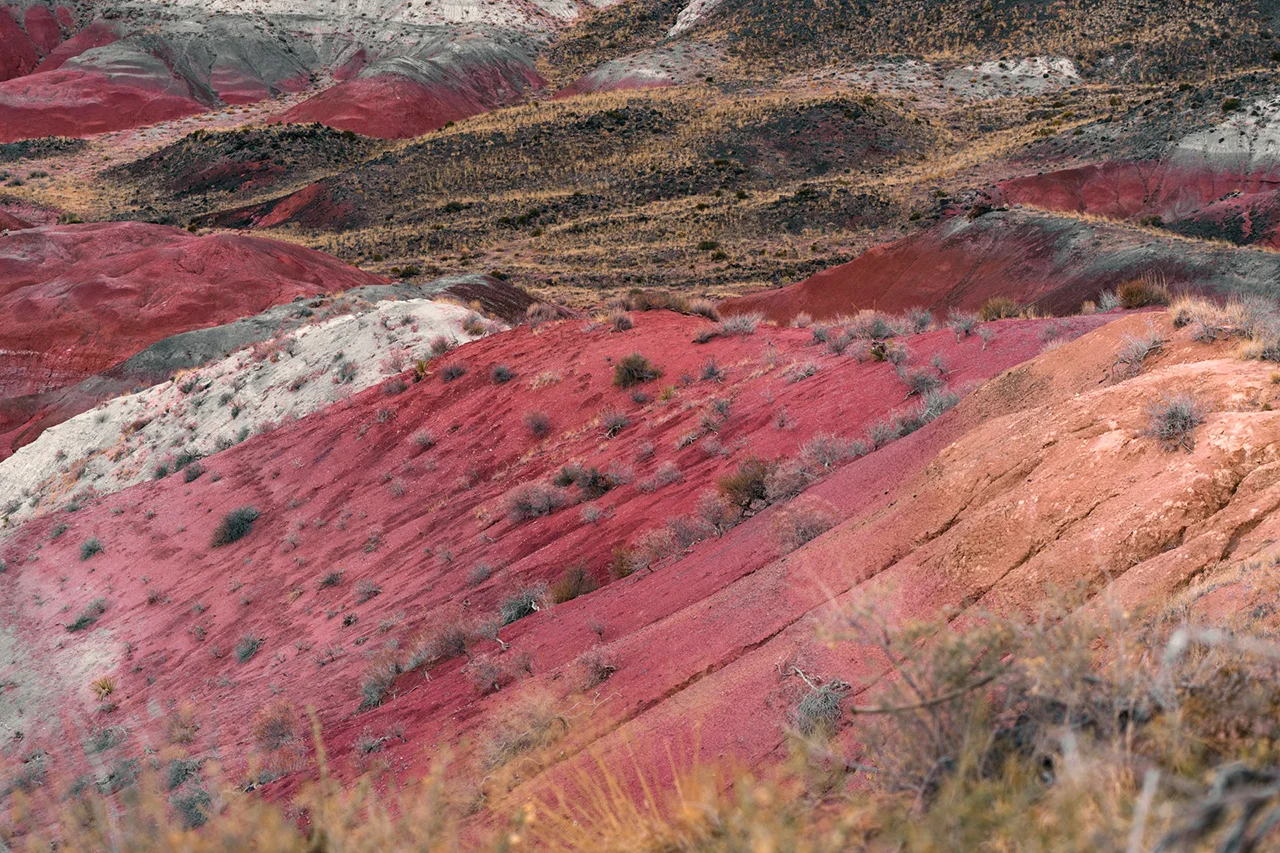Petrified forest is an analogue of mars