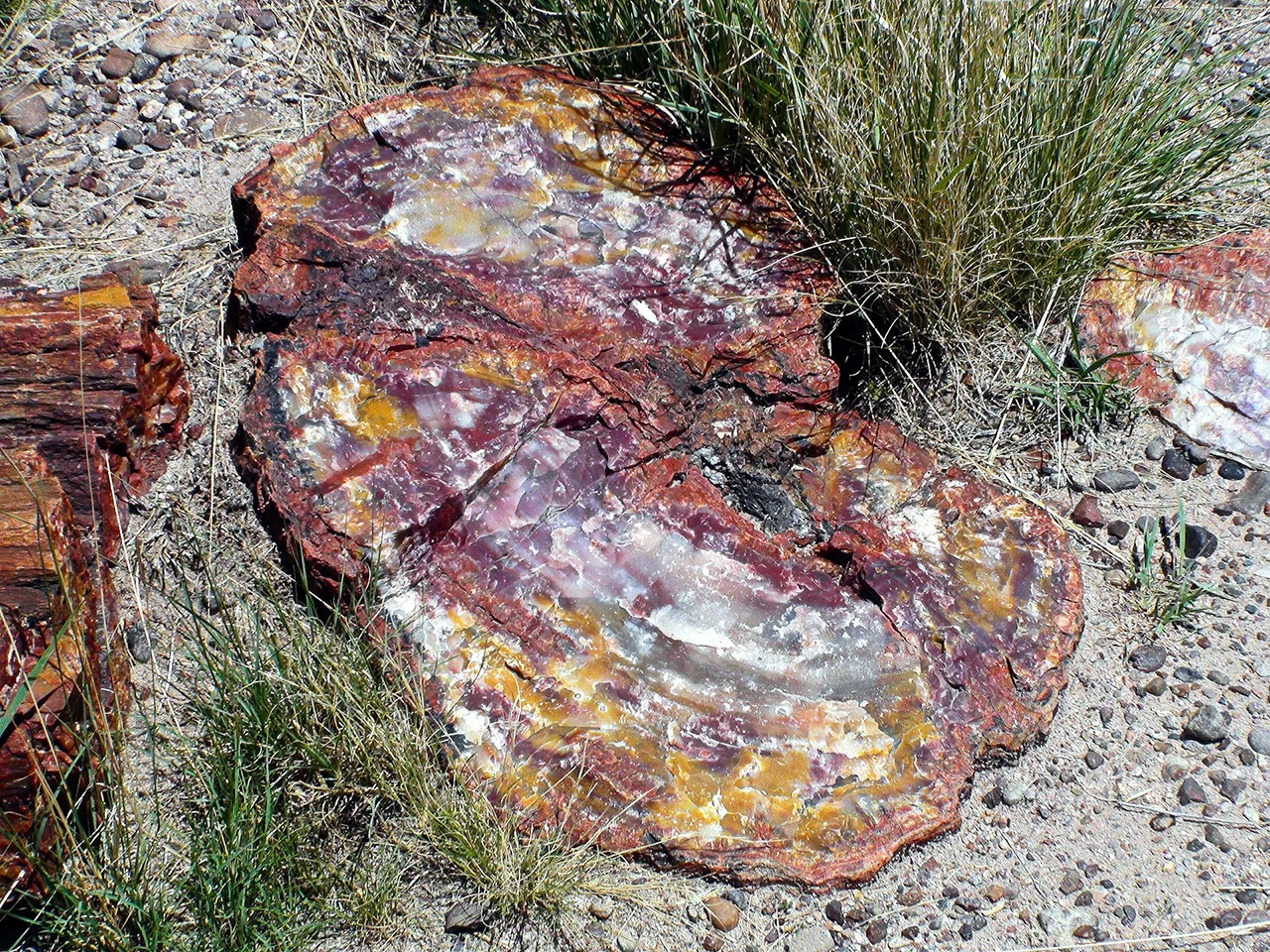 Amazing petrified forest national park