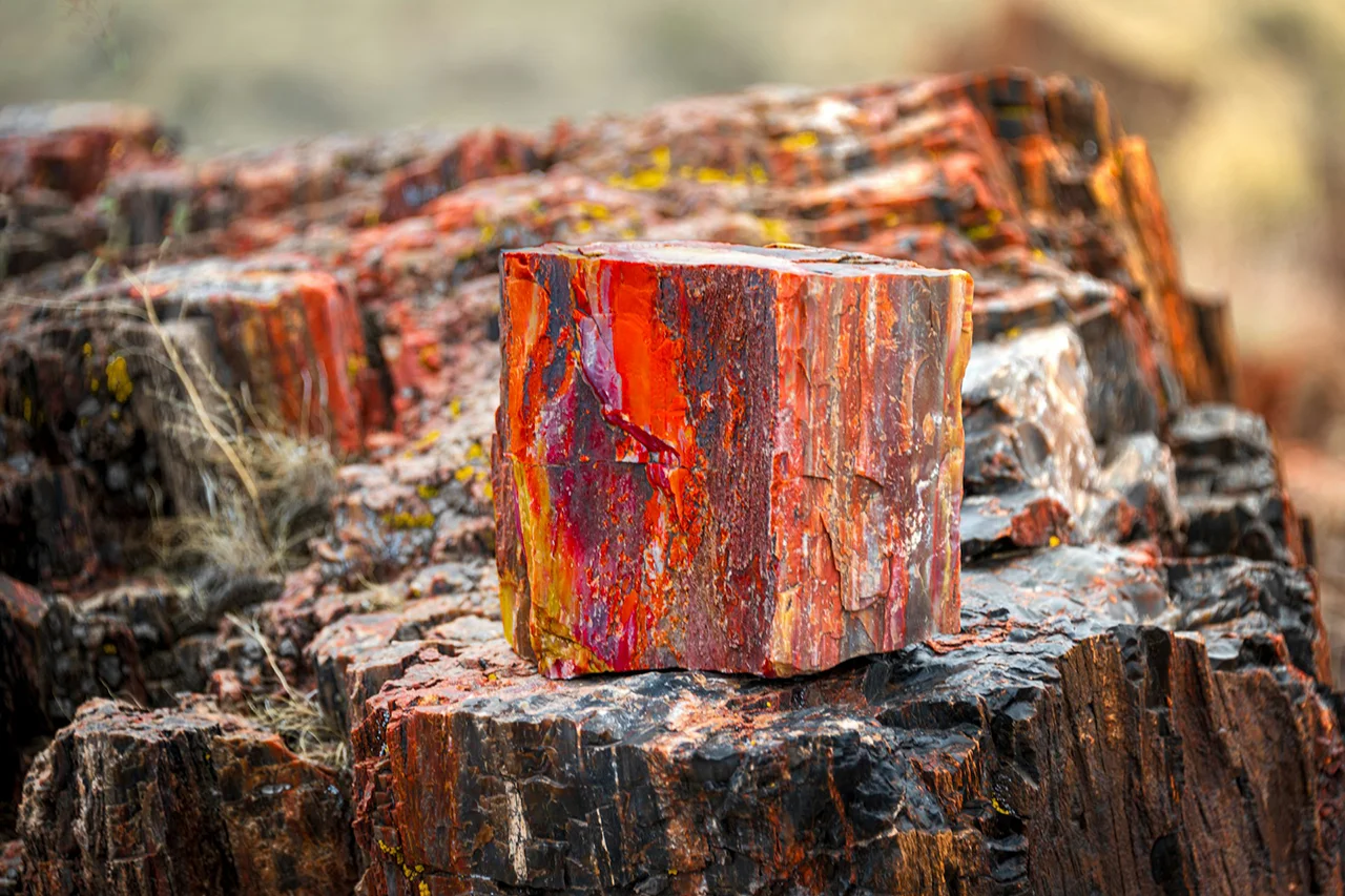 Amazing petrified forest national park
